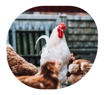 Poultry feed supplements