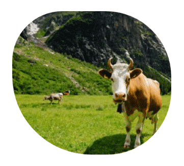 Veternary feed supplements