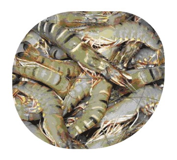 fish feed supplements.