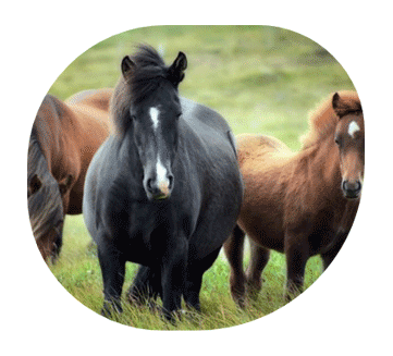 horse-camel feed supplements