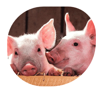 pig feed supplements