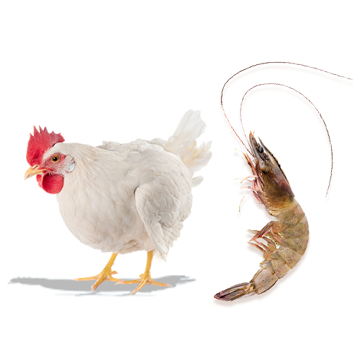 Animal Health Pharmaceutical Companies in Vijayawada, Andhra Pradesh animal health pharmaceutical companies