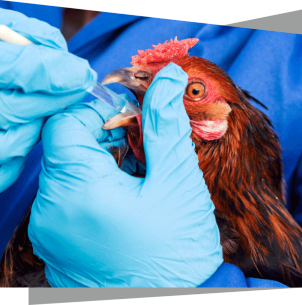 Products for Poultry Diseases Company in Vijayawada, Andhra Pradesh Products for poultry diseases