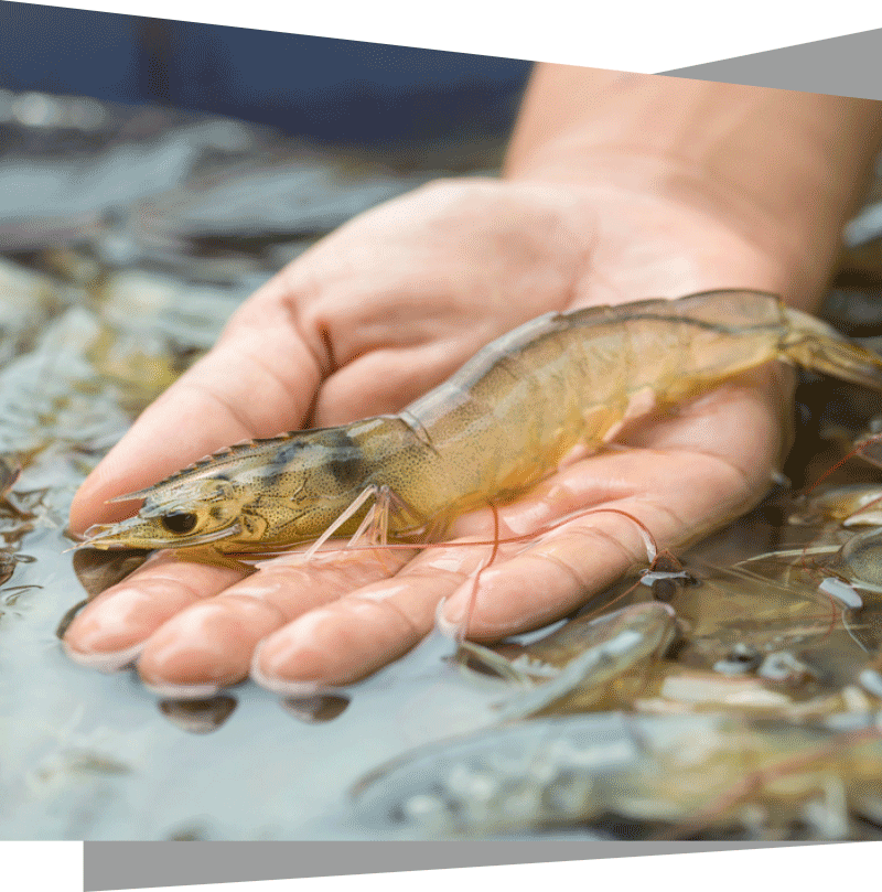 Products for Fish Diseases Company in Vijayawada, Andhra Pradesh Products for shrimp diseases
