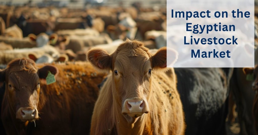 Livestock health in Egypt
