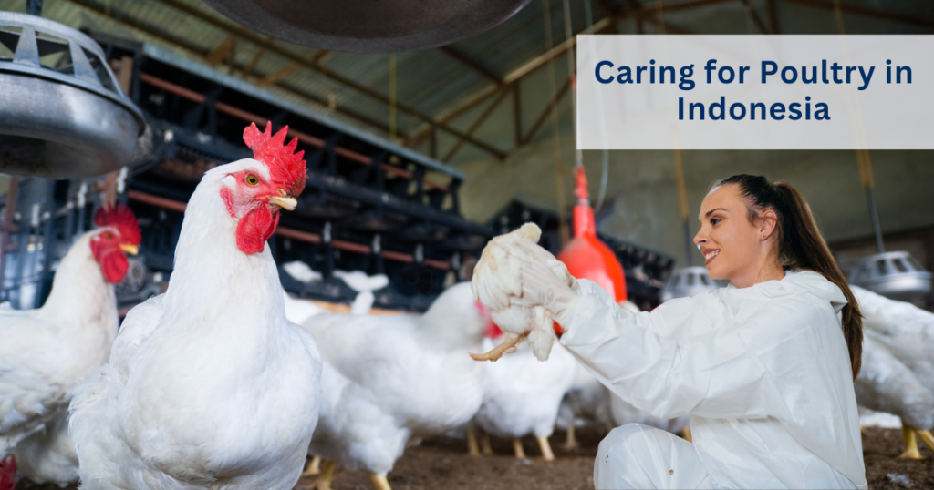 Livestock health in Indonesia