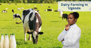 Dairy Farming