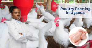 Poultry Farming