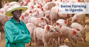 Swine Farming