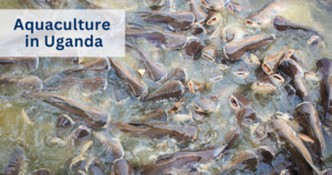 Aquaculture