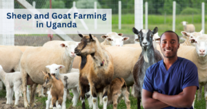 Sheep and Goat Farming